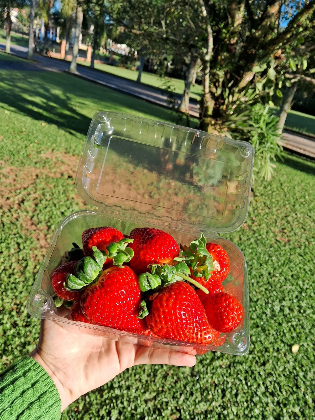 Morangos amadurecendo na planta dentro da estufa